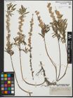 Foto von Salix repens subsp. rosmarinifolia (L.) Andersson